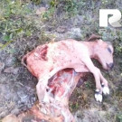 Criador denuncia furto de carne e abate de vaca avaliada em R$ 8 mil na zona rural de Piripiri