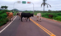 Polícia vai começar a identificar e punir responsáveis por animais soltos em estradas no Piauí