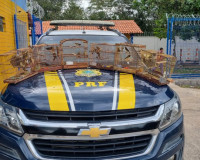 PRF resgata 35 aves silvestres transportadas ilegalmente na BR 343