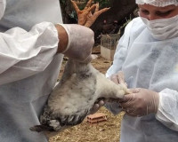 Piauí declara novo estado de emergência zoossanitária para prevenir gripe aviária H5N1