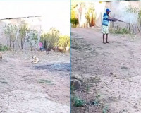 Homem dispara contra cachorro no interior do Piauí; polícia busca o suspeito