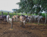 Piauí Mais Genética chega a 20 mil inseminações no rebanho piauiense