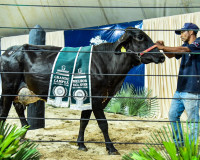 6ª edição da Exposição Agropecuária de Piripiri começa neste domingo (8)