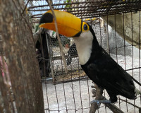 Polícia Civil e Companhia de Policiamento Ambiental resgatam 70 animais silvestres durante operação