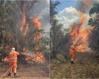 Após quatro dias, incêndio florestal na divisa do Piauí com o Ceará é controlado