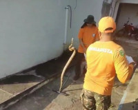 Brigadistas resgatam jiboia no prédio da Prefeitura de Brasileira