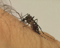 Três pessoas morrem com suspeita de dengue em Barras; Sesapi investiga