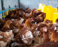 Governo confirma primeiro foco de gripe aviária em granja comercial no Rio Grande do Sul