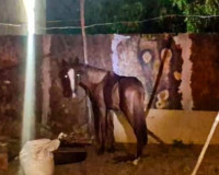Mulher é presa após furtar cavalo em Castelo do Piauí