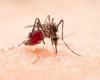 Piauí registra sexta morte por dengue; vítima tinha 68 anos