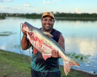 Pescador de Piripiri fisga peixe gigante no açude Anajás