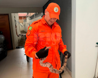 Morador de Piripiri encontra jiboia enrolada em bicicleta