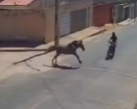 Motociclista de 23 anos morre após colidir com cavalo em rua no Piauí