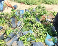 Mais de 70 mudas de plantas frutíferas são destruídas em ação de combate ao comércio clandestino