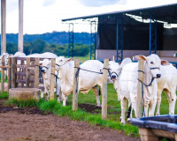 Piauí vai a Paris receber selo internacional de área livre de aftosa sem vacinação