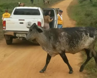 Dez pessoas são conduzidas por manter animais soltos em rodovias do Piauí