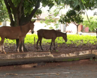 Piauí é o 4º estado do país com o maior número de acidentes envolvendo animais soltos em vias