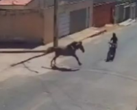 Dono de cavalo que causou morte de jovem em acidente no PI deve responder por homicídio, diz polícia