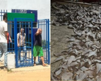 PF apreende toneladas de barbatanas de tubarão e animais marinhos no Piauí