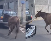 Carro flagrado puxando jumento em Teresina é de um campomaiorense