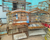 Mais de 20 aves silvestres em cativeiro são resgatadas durante operação em São Raimundo Nonato