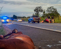 Casal fica ferido após carro colidir com três cavalos na BR-343 entre Altos e Campo Maior