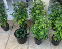 Estufas de maconha e armas são apreendidas em Pedro II durante operação policial