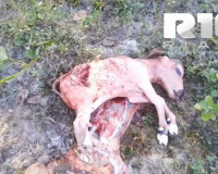 Criador denuncia furto de carne e abate de vaca avaliada em R$ 8 mil na zona rural de Piripiri