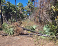 Piauí tem queda histórica no desmatamento Ilegal e se destaca na preservação ambiental