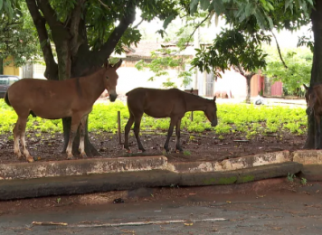Piauí é o 4º estado do país com o maior número de acidentes envolvendo animais soltos em vias