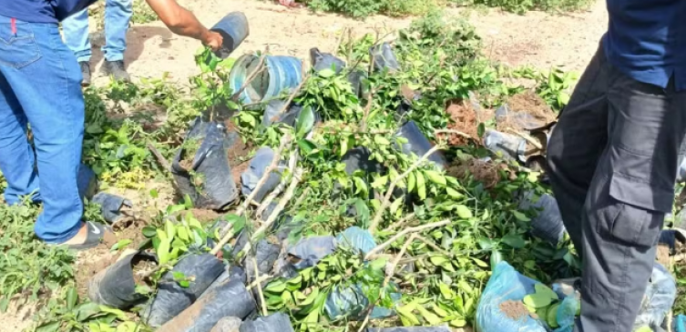 Mais de 70 mudas de plantas frutíferas são destruídas em ação de combate ao comércio clandestino