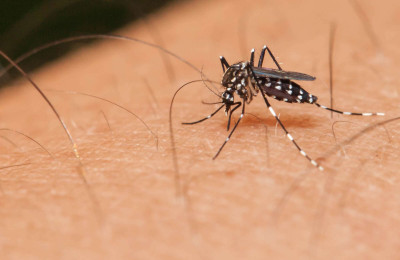 Estudo aponta altas chances do Zika se tornar mais contagioso