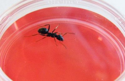 Em teste, formigas conseguem farejar células cancerígenas