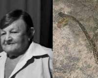 Idoso morre após picada de cobra na zona rural de Pedro II