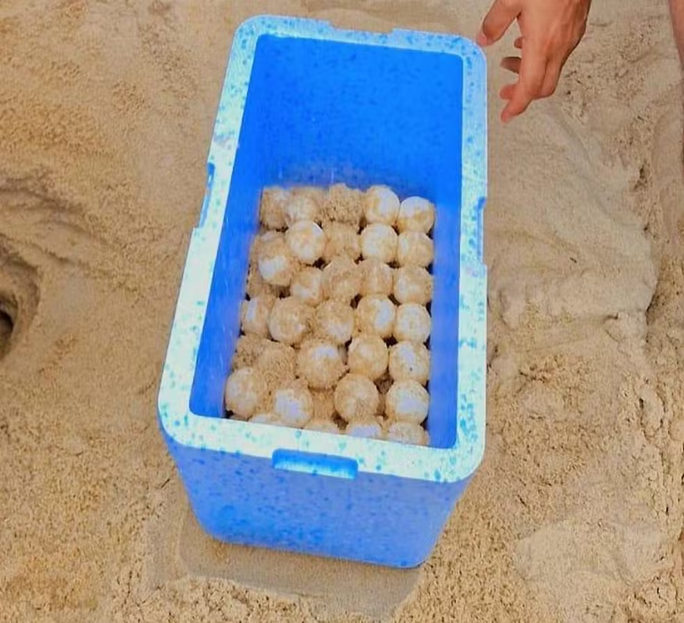 Ovos de tartaruga encontrados na praia Pedra do Sal — Foto: Divulgação: Corpo de Bombeiros Militar do Piauí